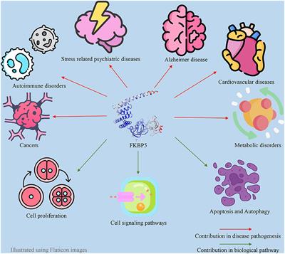Role of FKBP5 and its genetic mutations in stress-induced psychiatric disorders: an opportunity for drug discovery